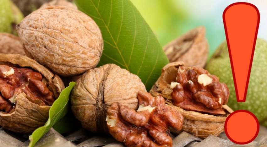 Протипоказання до вживання волоського горіха