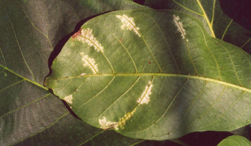 Симптомы белой пятнистости на листке грецкого ореха