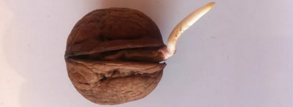 Пророщенный грецкий орех: польза и вред, применение для омоложения и ...