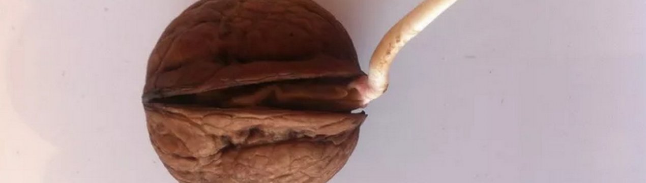 Властивості пророщених волоських горіхів