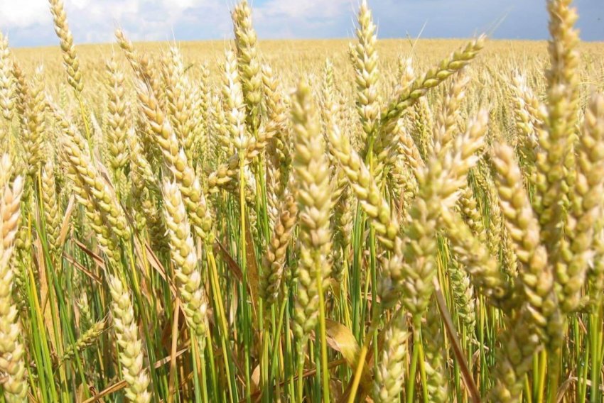 Посіви ярих зернових культур у господарствах населення Закарпаття зменшилися на 6 відсотків Посіви ярих зернових культур у господарствах населення Закарпаття зменшилися на 6 відсотків