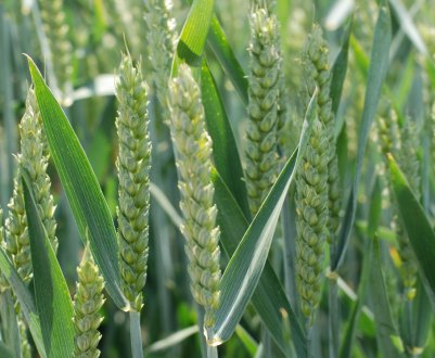 Посіви ярих зернових культур у господарствах населення Закарпаття зменшилися на 6 відсотків