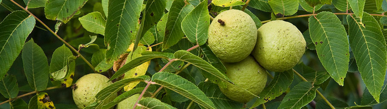 Опис чорного горіха та особливості вирощування