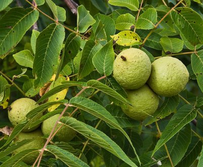 Опис чорного горіха та особливості вирощування