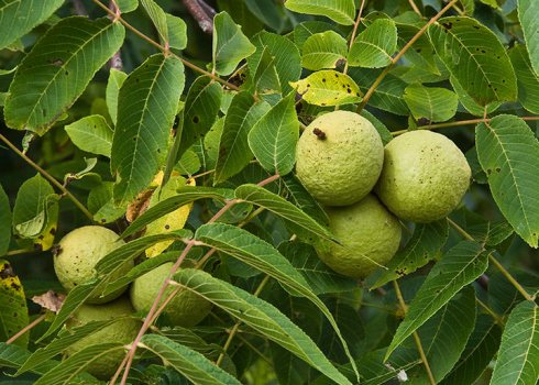 Опис чорного горіха та особливості вирощування