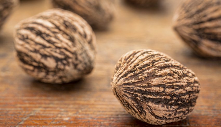 Чорний горіх Чорний горіх