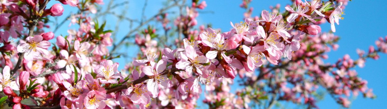 Мигдаль штамбовий декоративний, правила посадки, догляду та обрізки рослини