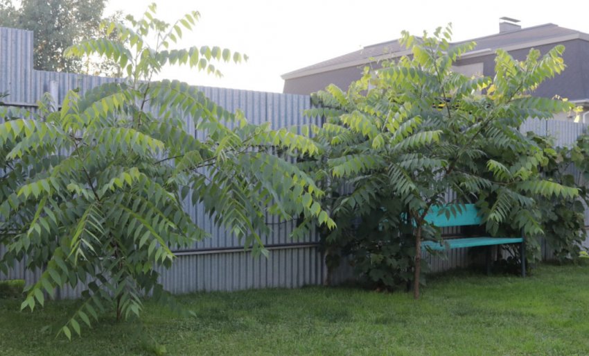 Вирощування чорного горіха Вирощування чорного горіха