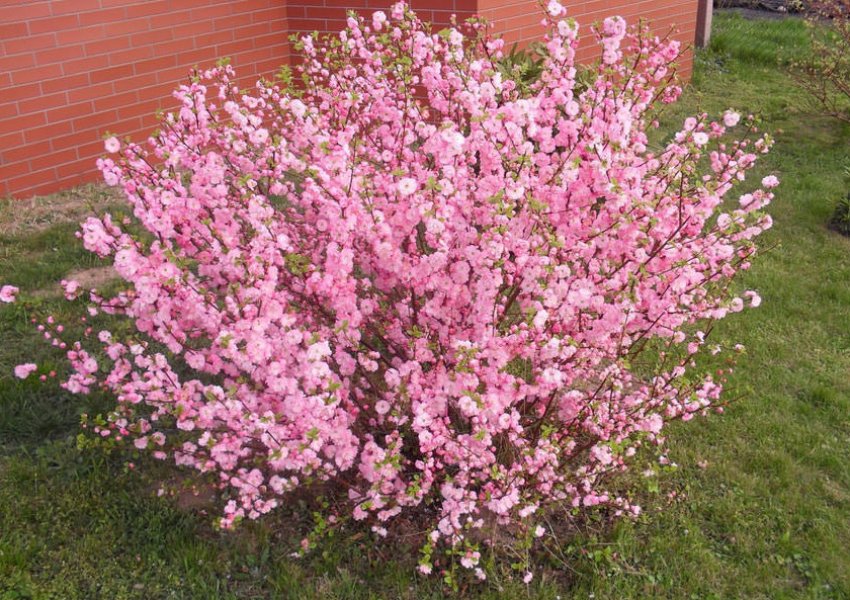 Місце під посадку декоративного мигдалю