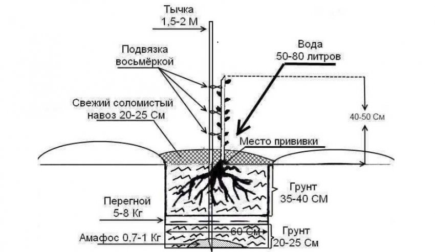 Схема висадки декоративного мигдалю в грунт