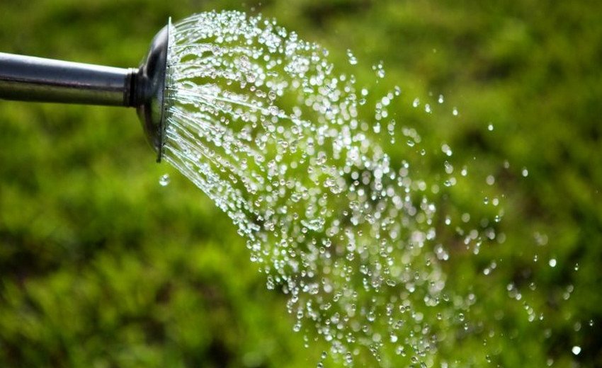 Полив мигдалю