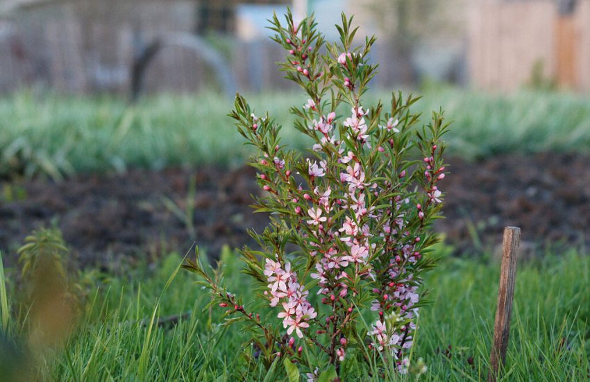 Підживлення мигдалю декоративного