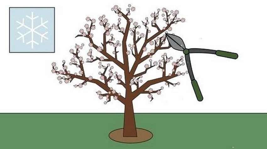 Обрізка декоративного мигдалю