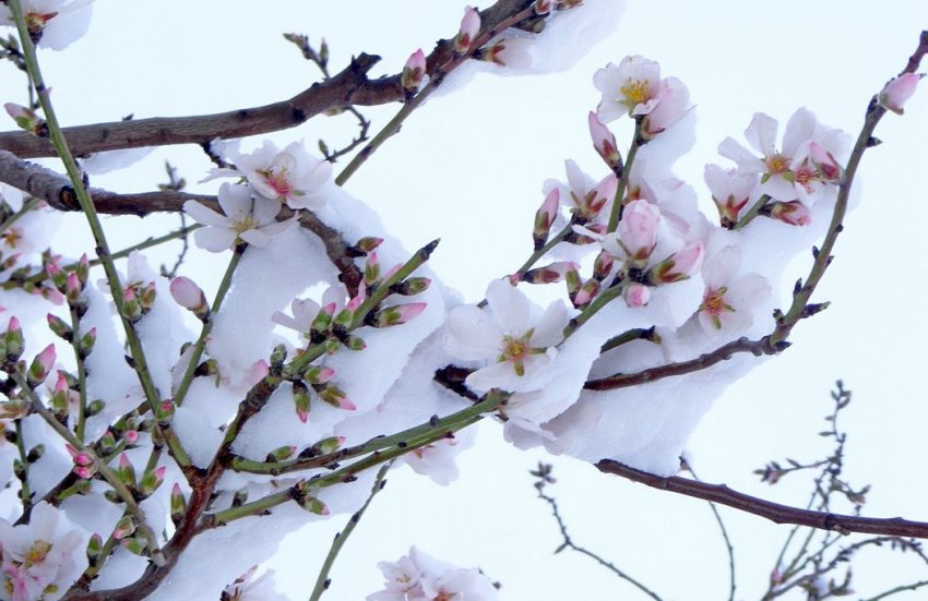 Зимівля мигдалю