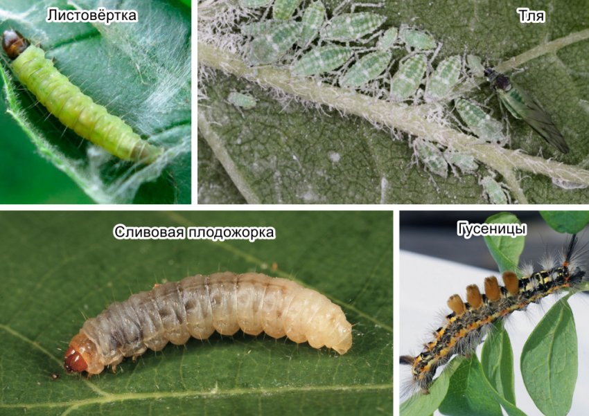 Шкідники декоративного мигдалю