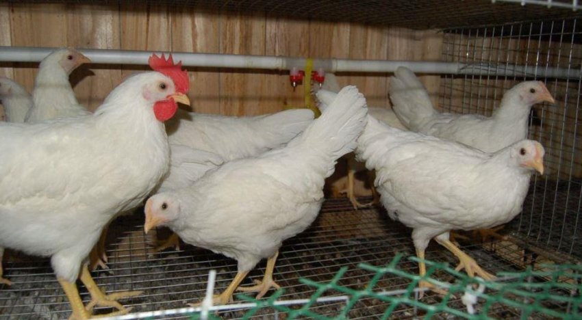 Карликовий леггорн