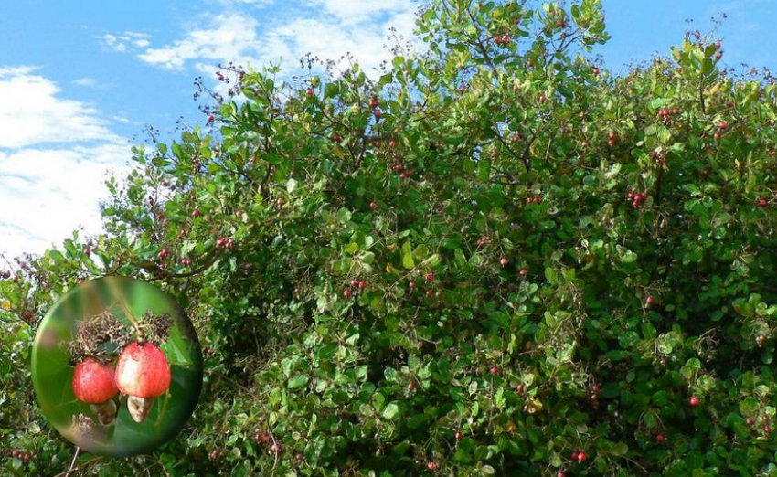 Дерево кешью Дерево кешью