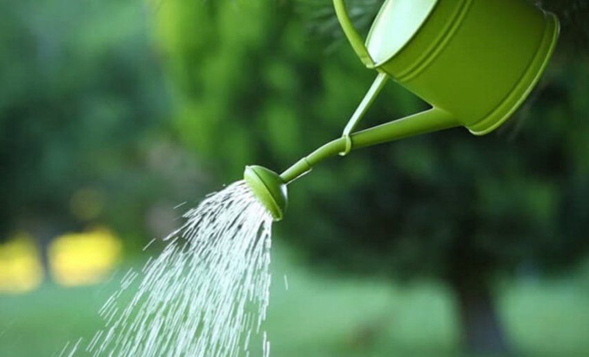 Полив горіха Полив горіха