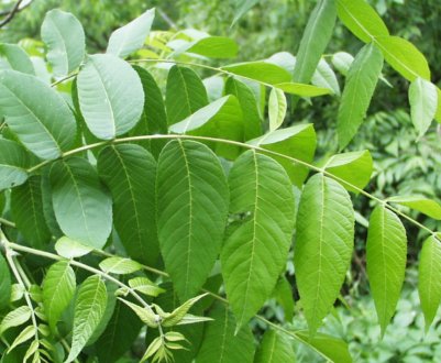 Листя волоського горіха: як сушити і в яких цілях вживати