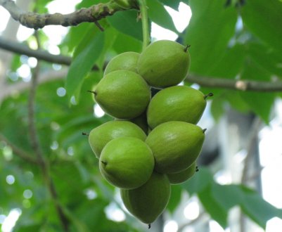 Плодоносність маньчжурського горіха