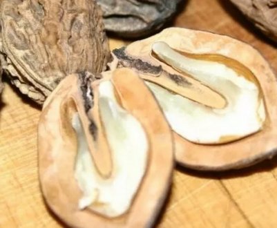 Корисні властивості та протипоказання маньчжурського горіха та як його застосовувати