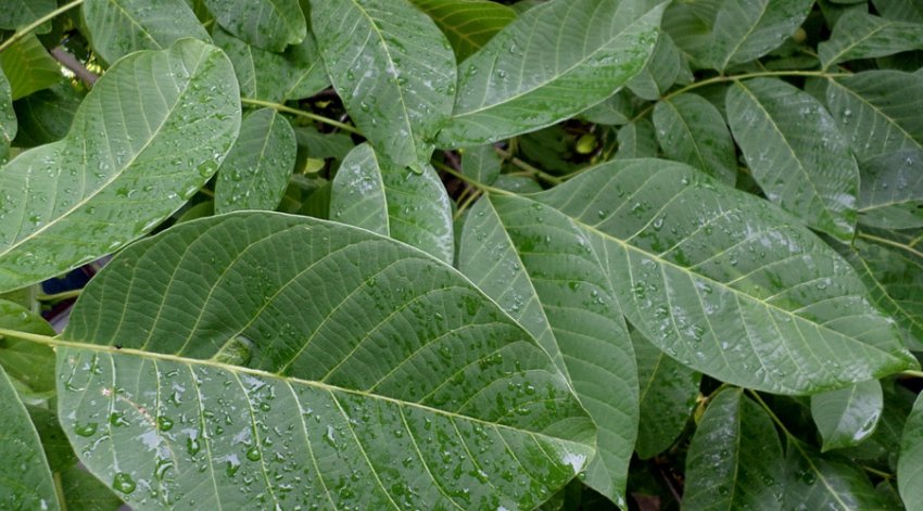 Листя волоського горіха