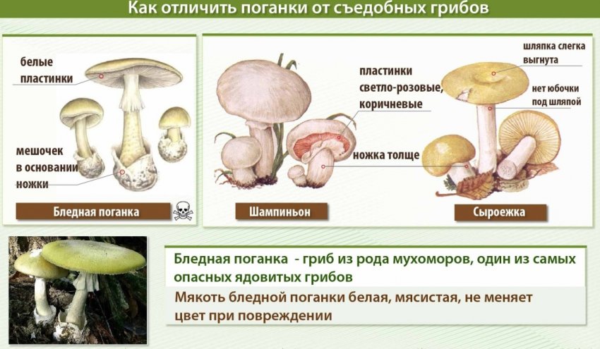 чем различаются бледная поганка и шампиньон сходство. Смотреть фото чем различаются бледная поганка и шампиньон сходство. Смотреть картинку чем различаются бледная поганка и шампиньон сходство. Картинка про чем различаются бледная поганка и шампиньон сходство. Фото чем различаются бледная поганка и шампиньон сходство