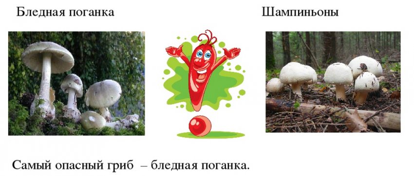 чем различаются бледная поганка и шампиньон сходство. Смотреть фото чем различаются бледная поганка и шампиньон сходство. Смотреть картинку чем различаются бледная поганка и шампиньон сходство. Картинка про чем различаются бледная поганка и шампиньон сходство. Фото чем различаются бледная поганка и шампиньон сходство