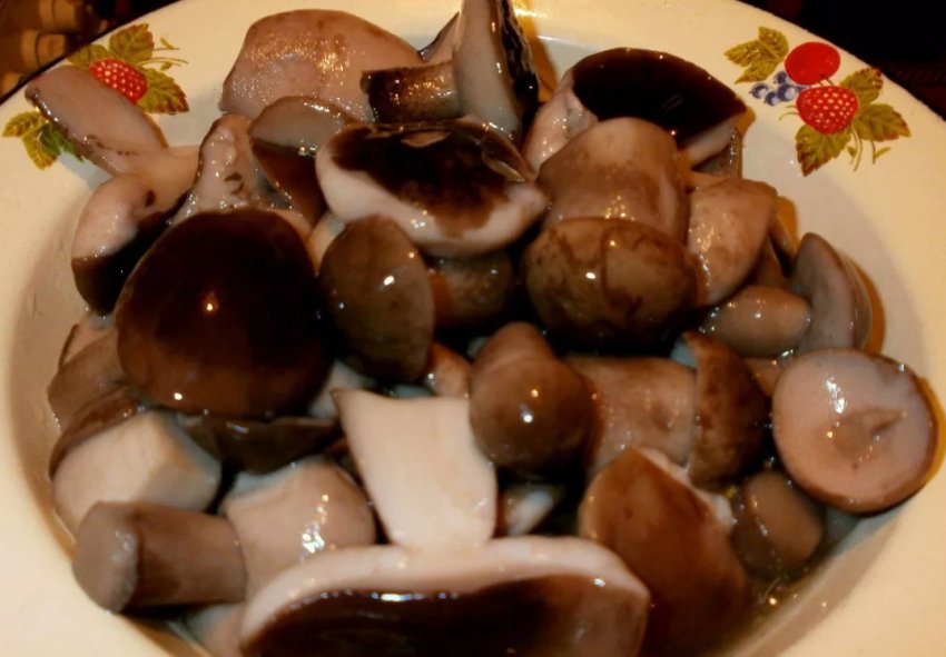 Мариновані рядовки