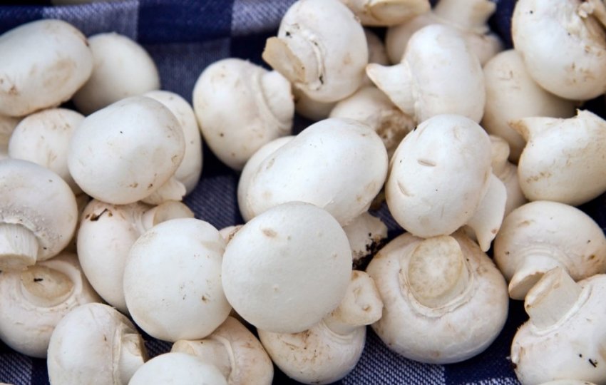 Печериці для смаження Печериці для смаження