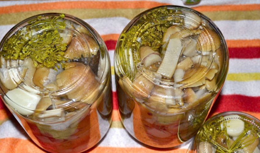 Мариновані рядовки