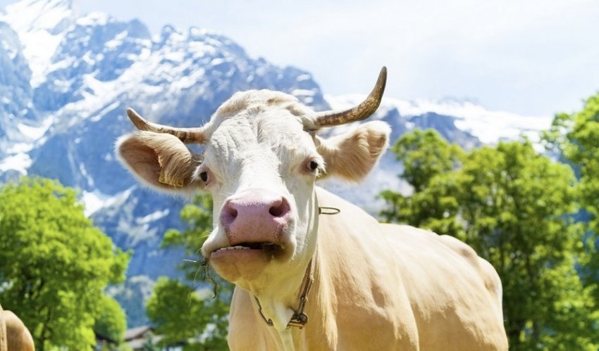 Корова жует жвачку