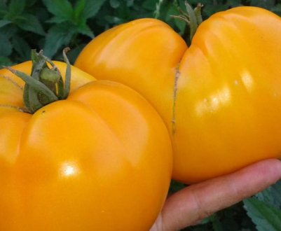 Томат «Бичаче серце»: опис сорту, особливості вирощування та догляду (у відкритому грунті та теплицях)