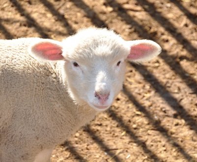 Брюссель закликає до посилення контролю перевезення худоби