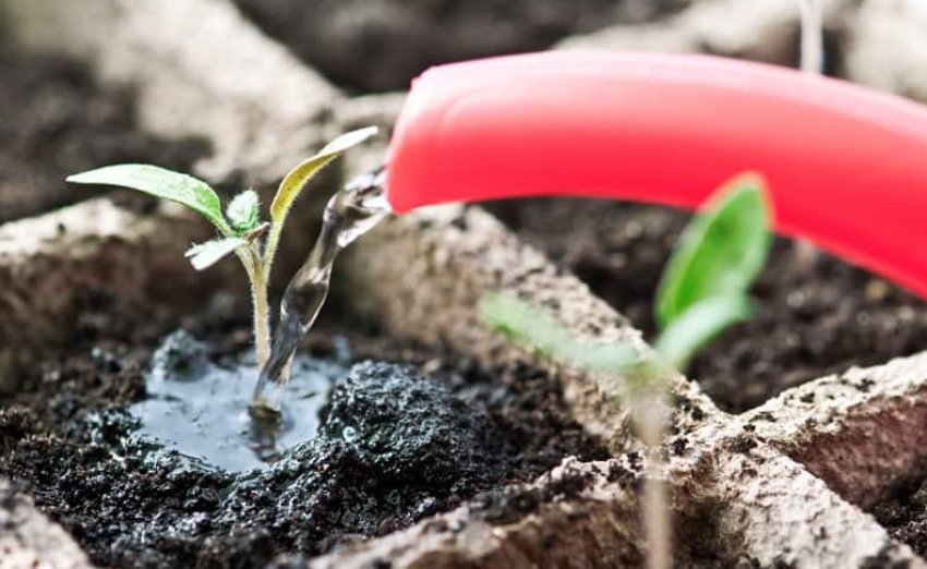 Полив розсади