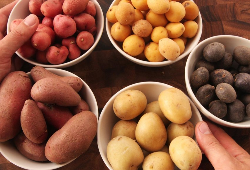 На Волині провели Український день картоплі На Волині провели Український день картоплі