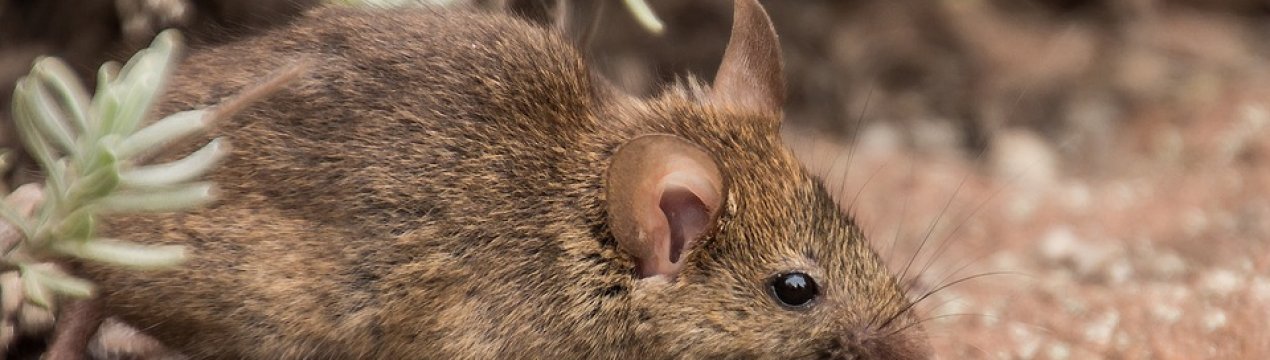 У цьому році в Україні можливе зростання популяції мишоподібних гризунів