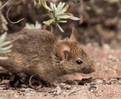 У цьому році в Україні можливе зростання популяції мишоподібних гризунів