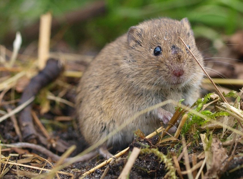 В цьому році в Україні можливе зростання популяції мишоподібних гризунів В цьому році в Україні можливе зростання популяції мишоподібних гризунів