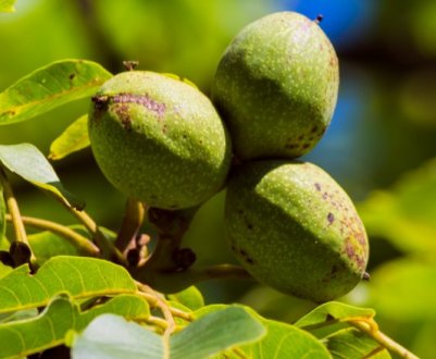 Коренева система волоського горіха