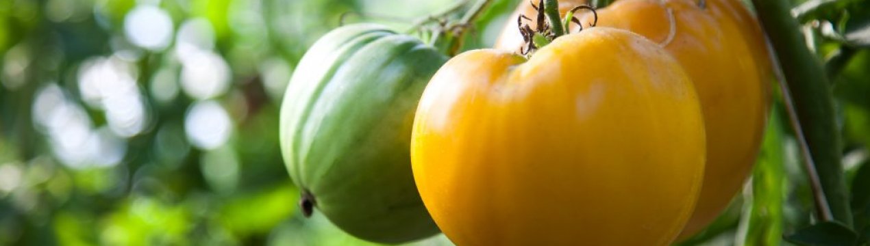 Помідори «Король Сибіру»: характеристика, особливості вирощування