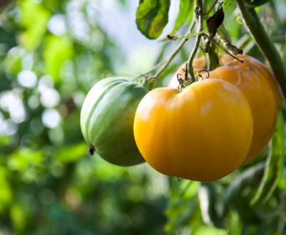 Помідори «Король Сибіру»: характеристика, особливості вирощування