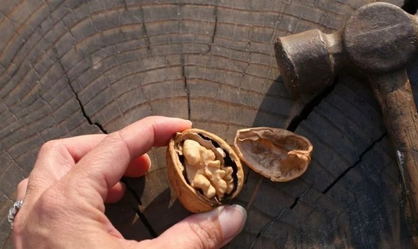 Чищення горіха молотком Чищення горіха молотком