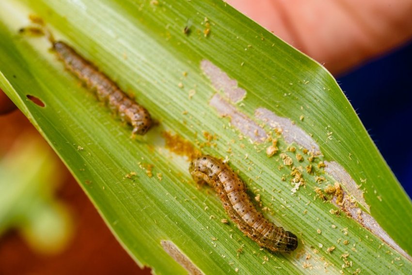 Армійський хробак капітулює після атаки дронів Армійський хробак капітулює після атаки дронів