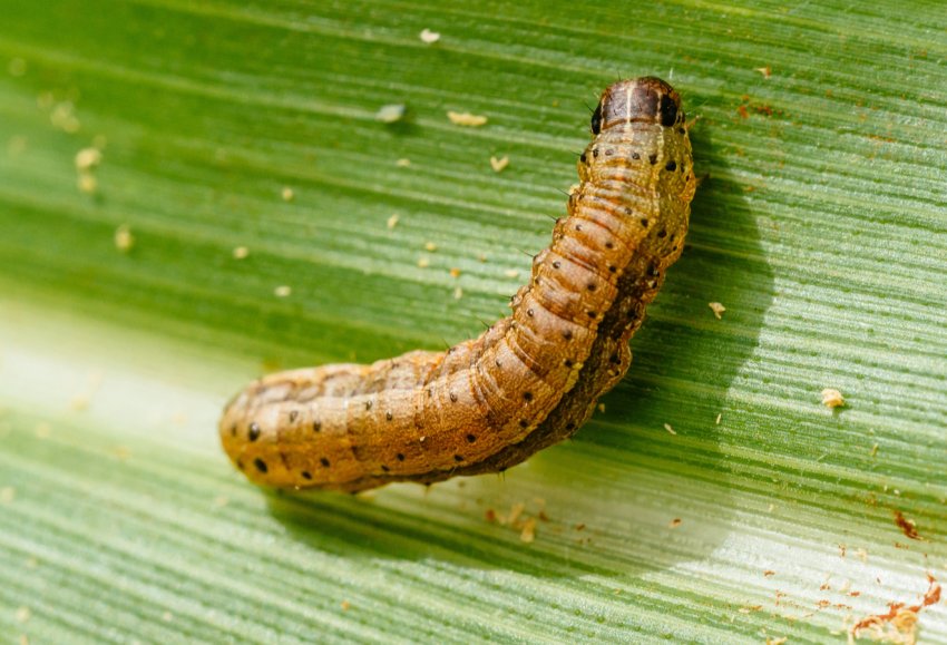 Армійський хробак капітулює після атаки дронів Армійський хробак капітулює після атаки дронів