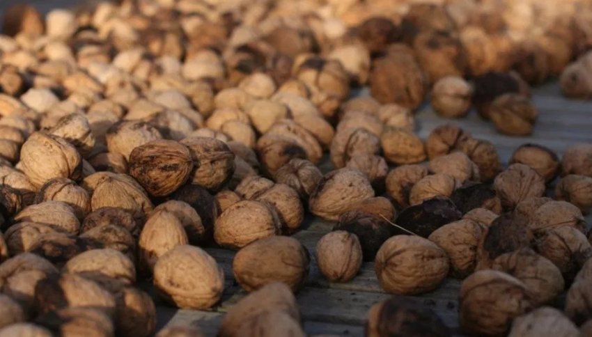 Природна сушка волоських горіхів Природна сушка волоських горіхів