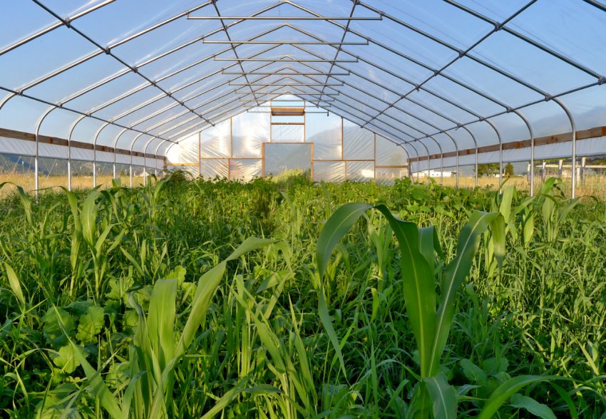 У Франції відчувають теплиці з фотоелектричними плівками У Франції відчувають теплиці з фотоелектричними плівками