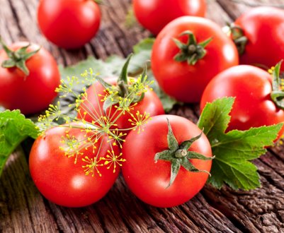 Фермери Італії знайшли оригінальний спосіб боротьби з томатною міллю