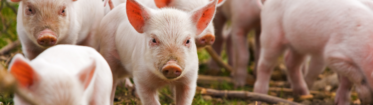 На сайті Президента України зареєстрована петиція про заборону використання антибіотиків у тваринництві