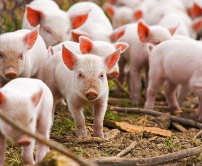 На сайті Президента України зареєстрована петиція про заборону використання антибіотиків у тваринництві